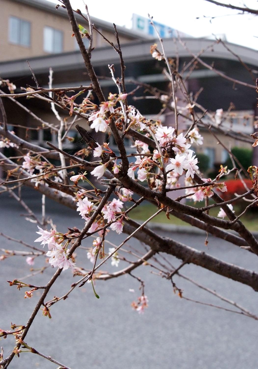 ライオンズクラブ335-C地区 クラブ活動ブログ