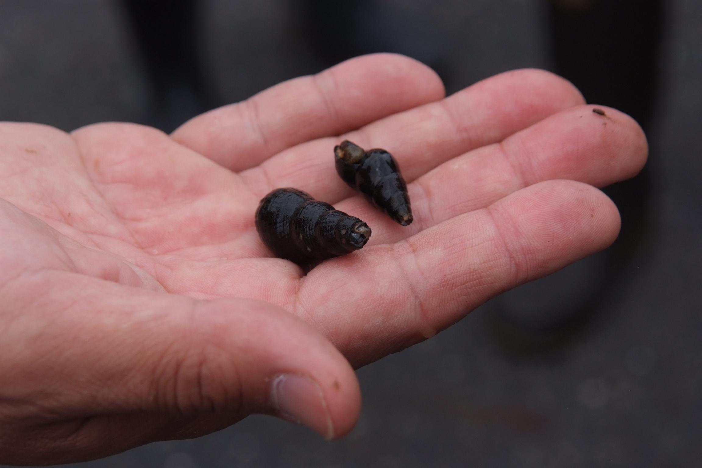 ライオンズクラブ335-C地区 クラブ活動ブログ