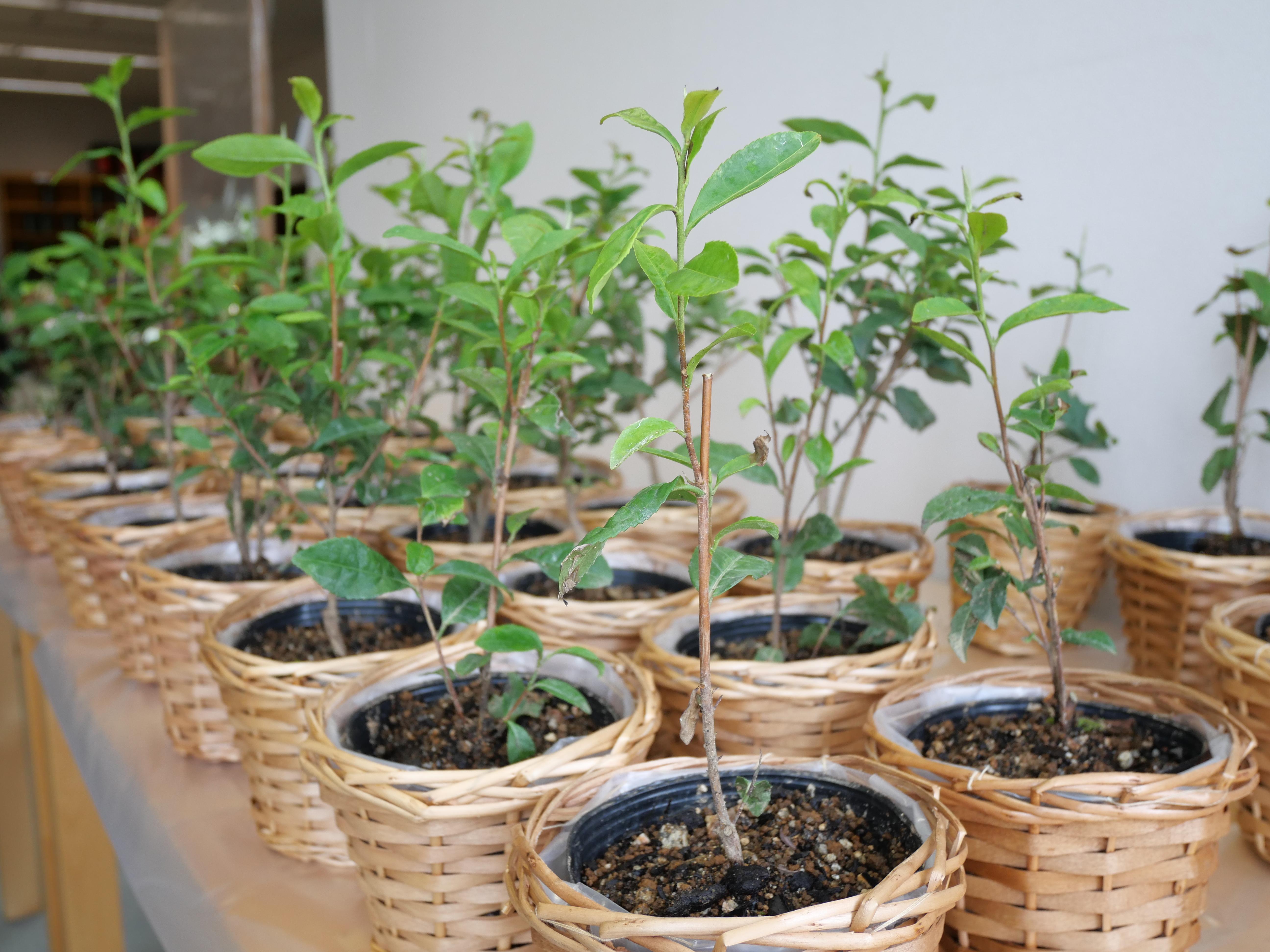 ライオンズクラブ335-C地区 クラブ活動ブログ